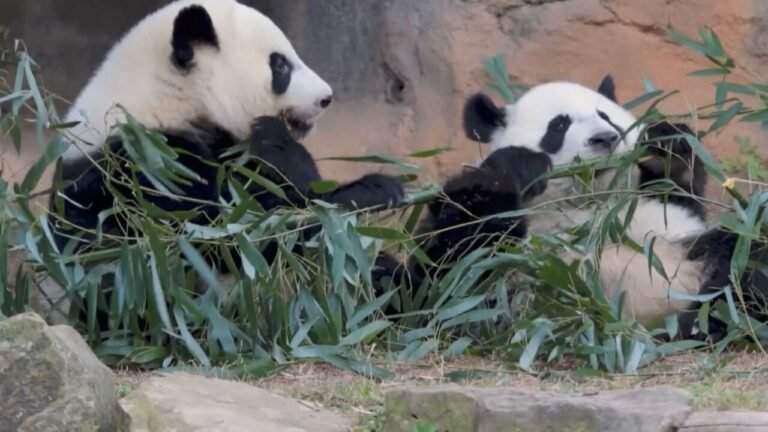 Entre Dois Mundos: a diplomacia panda em meio à corrida tecnológica – G1
