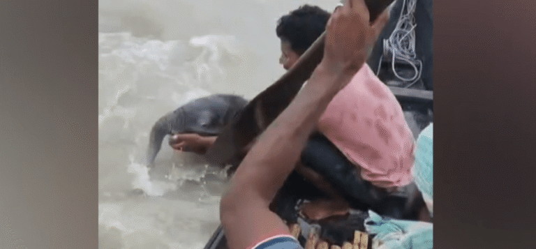 Filhote de elefante à deriva é resgatado por pescadores em rio na Índia
