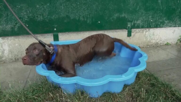 Banho em cachorro: especialistas explicam frequência certa