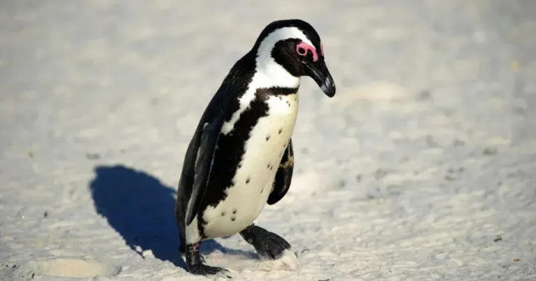 Por que o cocô dos pinguins é rosa? Coloração pode ser vista do espaço e serve para monitorar a saúde do ecossistema