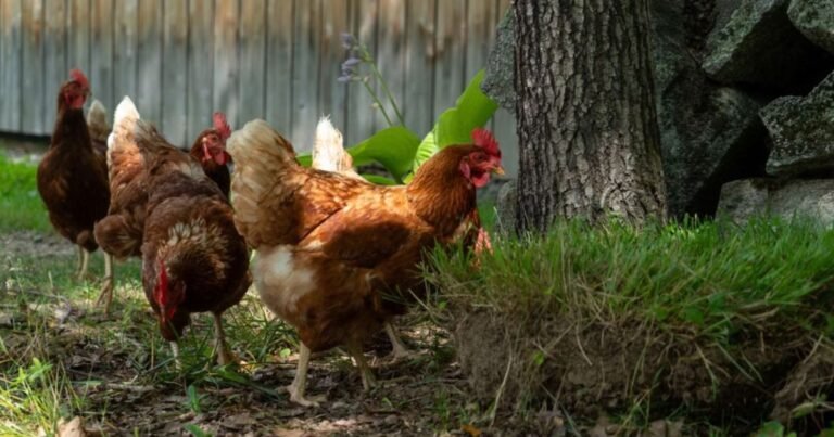 250 galinhas seriam abatidas aos 18 meses; resgate muda destino das aves e agora elas aguardam adoção