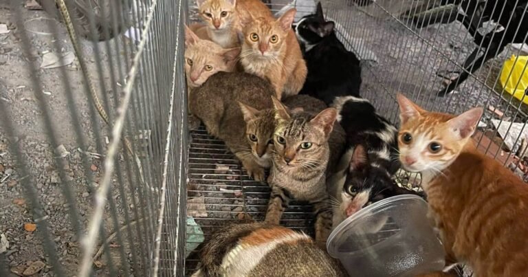 Polícia prende quadrilha que roubou mais de 2.700 gatos que seriam mortos para consumo – Noticias R7